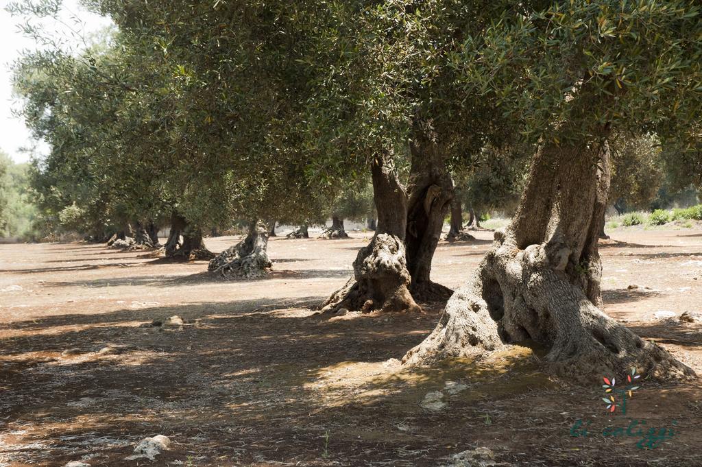 Agriturismo Li Calizzi Arte E Natura Novoli Eksteriør bilde